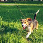 Dog owners are 78% more like to get Coronavirus according to a recent study. #Dogs #Covid19 #CoronaVirus Photo by Artem Beliaikin on Pexels.com brown and black beagle walking on green grass