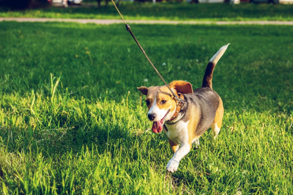 Dog owners are 78% more like to get Coronavirus according to a recent study. #Dogs #Covid19 #CoronaVirus Photo by Artem Beliaikin on Pexels.com brown and black beagle walking on green grass