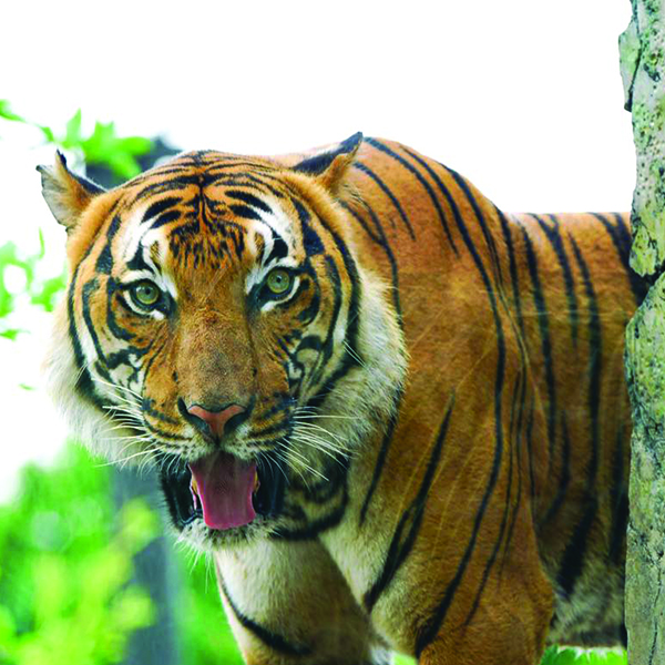 Zoo Knoxville Tiger Tests Positive for SARS-CoV-2 - One of Zoo Knoxville’s Malayan tigers has tested positive for SARS-CoV-2, the same virus that causes COVID-19 in humans. #ZooKnoxville #KnoxvilleZoo #Tigers #COVID19