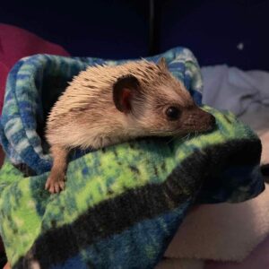 Green & Blue Hedgehog Snuggle Sack is for a snuggle sack for your hedgehog. This one has a blue and green color fleece. These are great to snuggle your pet hedgehog. #Hedgehog #HedgehogSnuggleSack