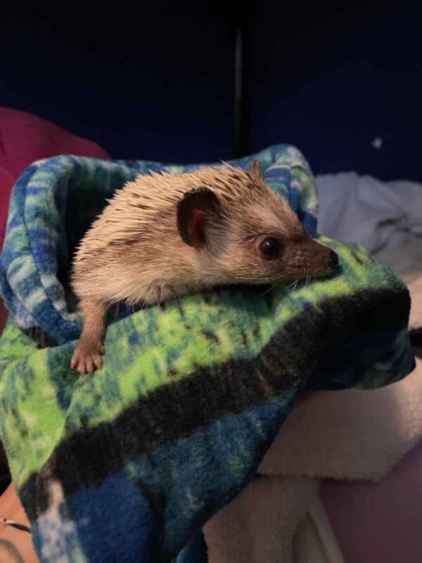 Green & Blue Hedgehog Snuggle Sack is for a snuggle sack for your hedgehog. This one has a blue and green color fleece. These are great to snuggle your pet hedgehog. #Hedgehog #HedgehogSnuggleSack