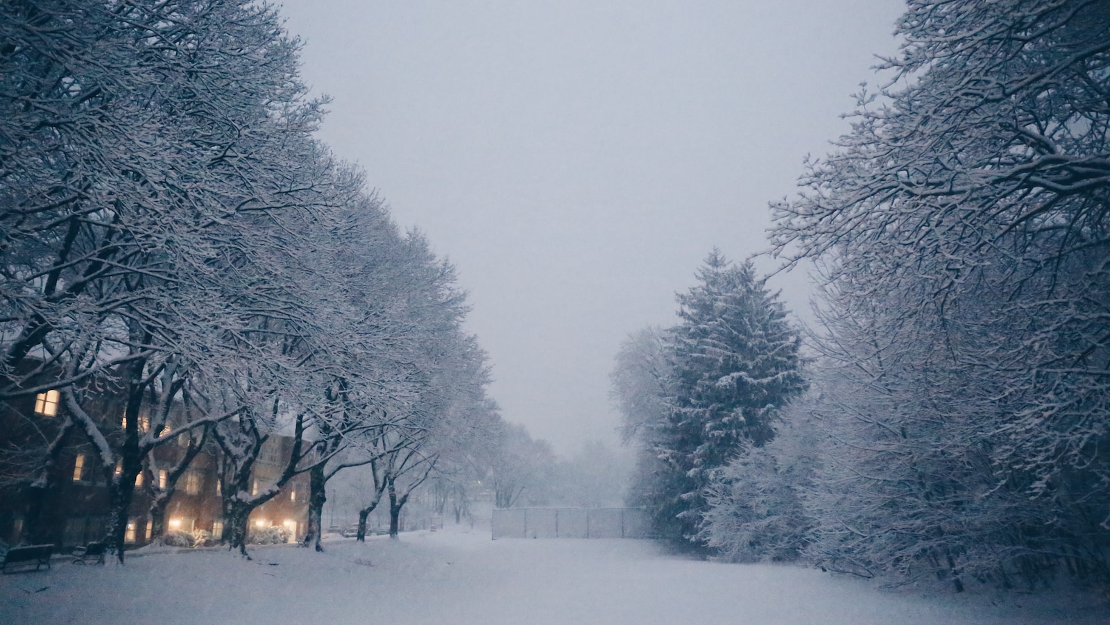 snow covered trees during daytime