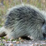 a porcupine on the ground